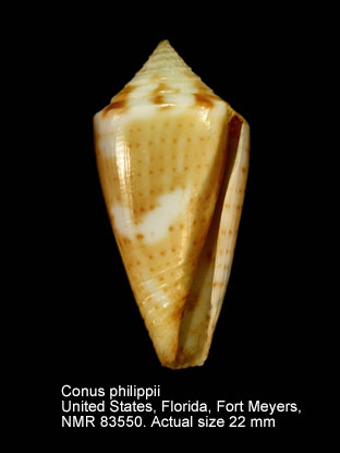 Conus philippii (2).jpg - Conus philippii Kiener,1847